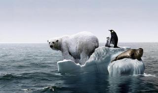 为什么北极有北极熊南极没有熊